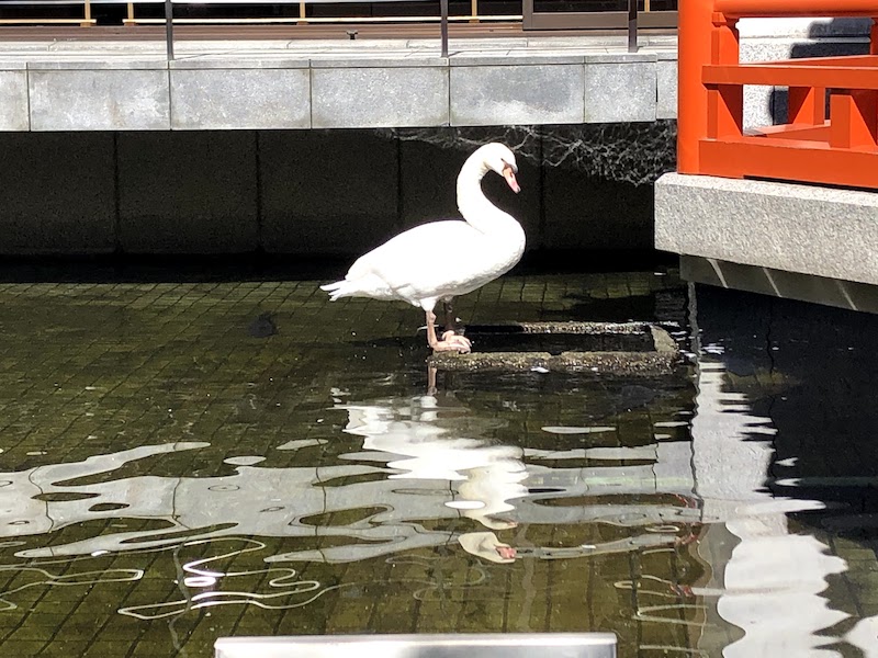 六角堂の「聖徳太子の沐浴の古跡」にいる白鳥