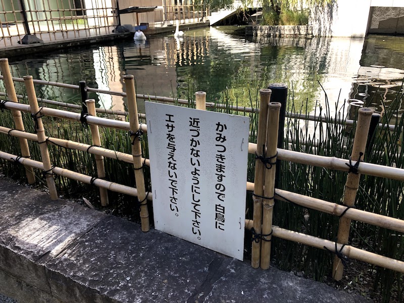 六角堂の「聖徳太子の沐浴の古跡」の白鳥にエサをあげちゃダメ