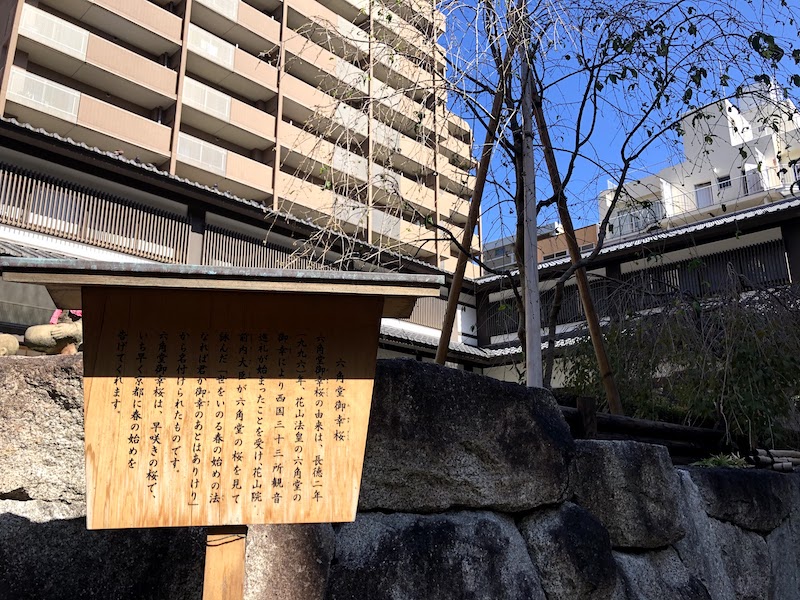 六角堂の桜
