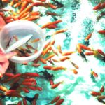 金魚すくいで使う網の名前は？という雑学