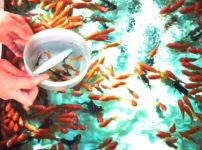 金魚すくいで使う網の名前は？という雑学