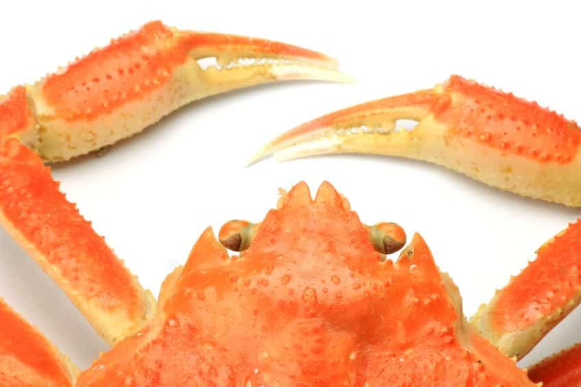 ズワイガニのオスの求愛方法は「メスを振り回す」という雑学