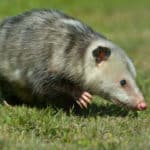 オポッサムという、死んだふりが得意な動物がいるという雑学