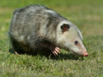 オポッサムという、死んだふりが得意な動物がいるという雑学