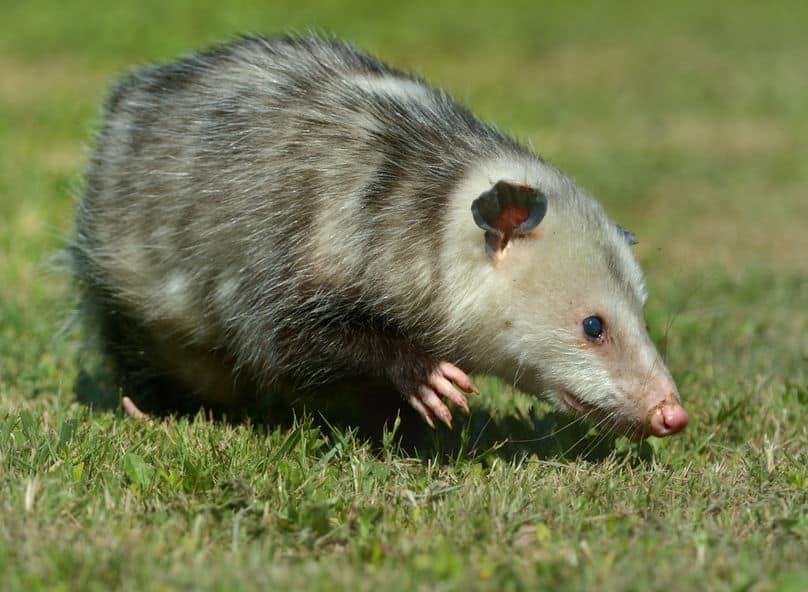 オポッサムという、死んだふりが得意な動物がいるという雑学