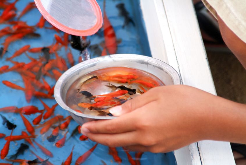 金魚すくいで使う網の名前、知ってる?表と裏があるんだぜ…という雑学まとめ