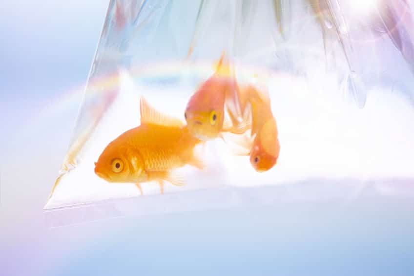 金魚すくいの金魚は「エサ用」の金魚?についてのトリビア