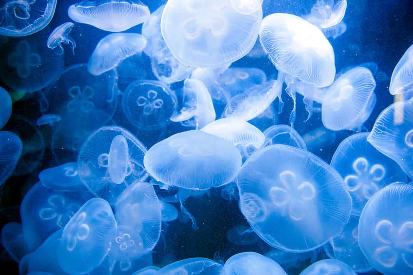 クラゲの血液は海水で全身が心臓!脳はいりません!というトリビア