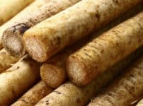 海外ではゴボウは食材で使用されることが少ないという雑学