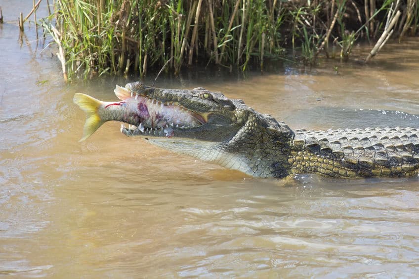 獲物を待つスタイルのため、噛む力に特化しすぎたというトリビア