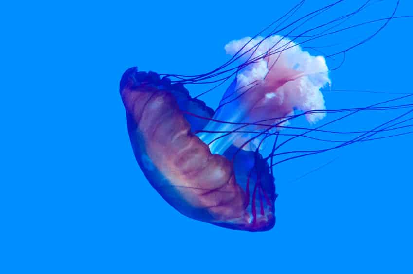 クラゲは死ぬと水に溶けるというトリビア