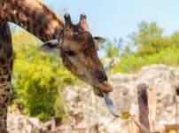 キリンの舌は40センチ以上あるという雑学
