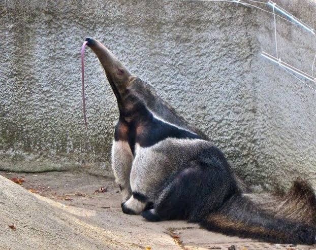 オオアリクイについてのトリビア
