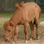 日本で一番小さい在来馬は「野間馬」という雑学