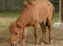 日本で一番小さい在来馬は「野間馬」という雑学