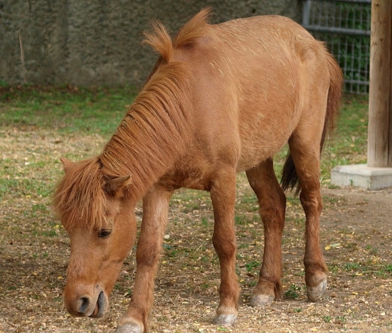日本で一番小さい在来馬は「野間馬」という雑学