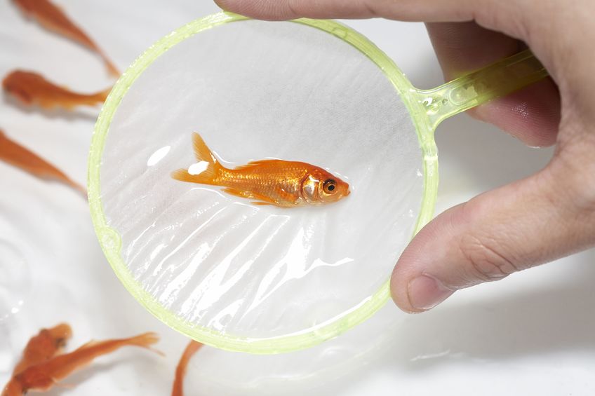 金魚すくいのあの道具の名前は「ポイ」!についてのトリビア