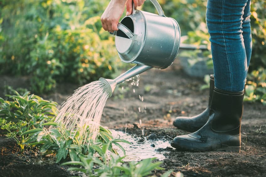 害虫対策も!植物は"におい"でコミュニケーションをとっているという雑学まとめ