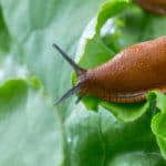 ナメクジ退治に塩が効果的な理由に関する雑学