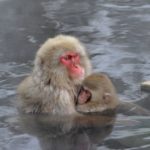 ニホンザルの顔やお尻はなぜ赤い？という雑学