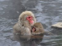 ニホンザルの顔やお尻はなぜ赤い？という雑学