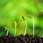 植物は「におい」でコミュニケーションをとっているという雑学