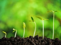 植物は「におい」でコミュニケーションをとっているという雑学