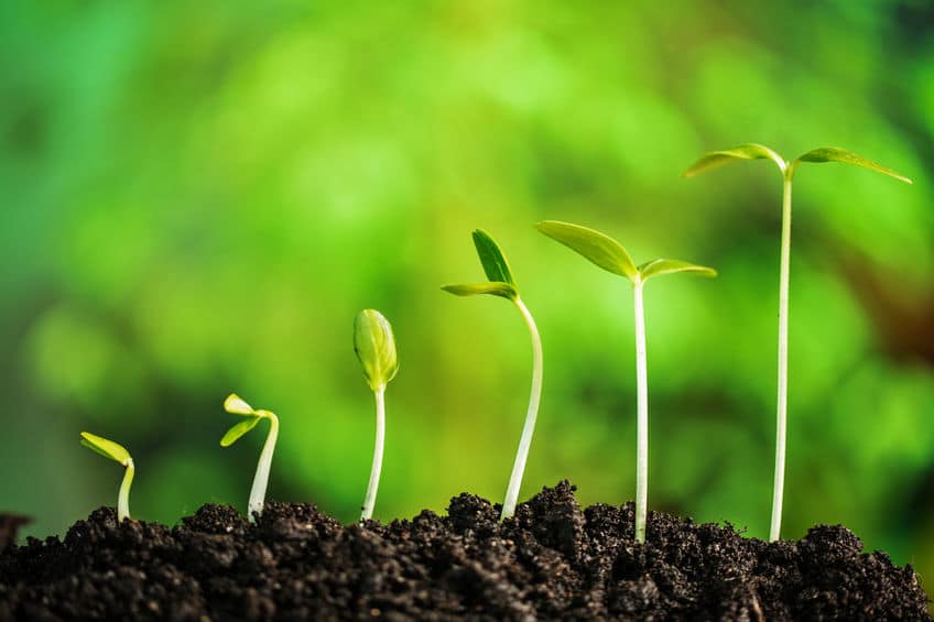 植物は「におい」でコミュニケーションをとっているという雑学