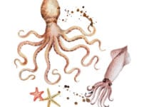 イカとタコに心臓が3つもある理由に関する雑学