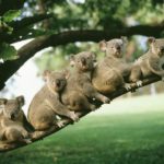 コアラのフンで紙をつくることができるという雑学