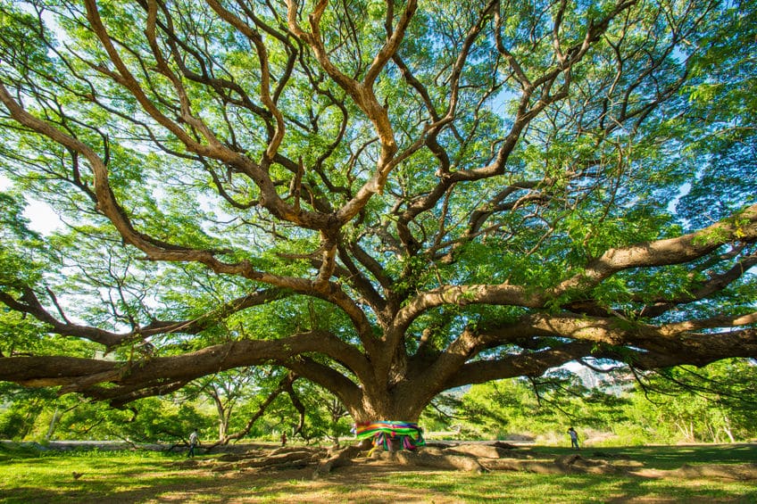 植物の雑学まとめ
