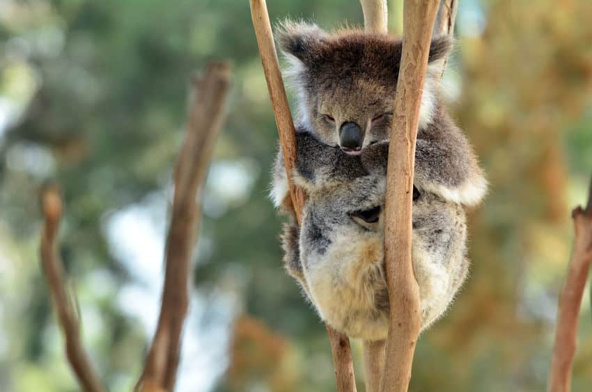 動物睡眠時間ランキング1位コアラというトリビア