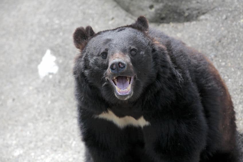動物園のクマは冬眠する?しない?その理由についての雑学まとめ
