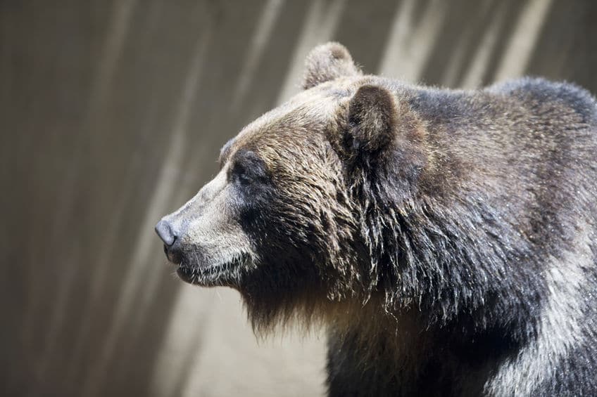 飼育下にあり餌が豊富なクマは冬眠しないというトリビア