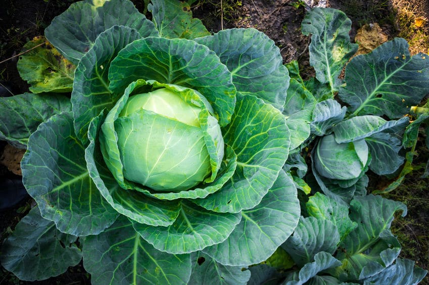 植物と虫の意外な協力関係についてのトリビア
