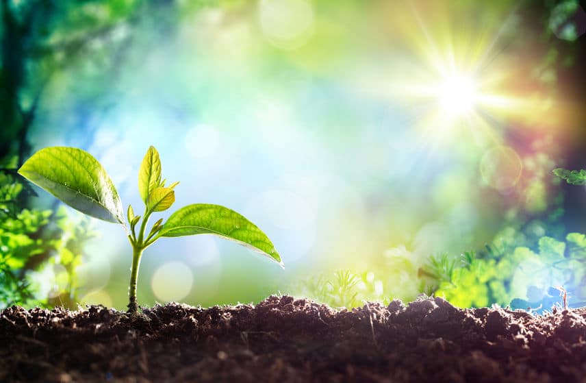 植物は周囲の仲間に「におい」で危険を知らせているというトリビア