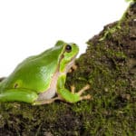 アマガエルは毒ガエルという雑学