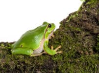 アマガエルは毒ガエルという雑学