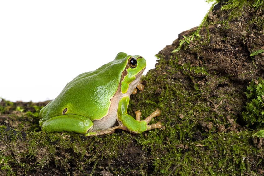 アマガエルは毒ガエルという雑学