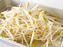 実はいろいろな種類がある！もやしって何の豆の芽？