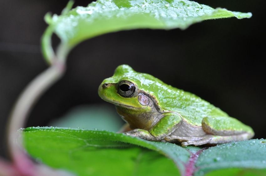 アマガエルは皮膚から毒性の分泌物を出すというトリビア