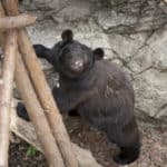 動物園のクマは冬眠しないという雑学