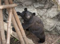 動物園のクマは冬眠しないという雑学