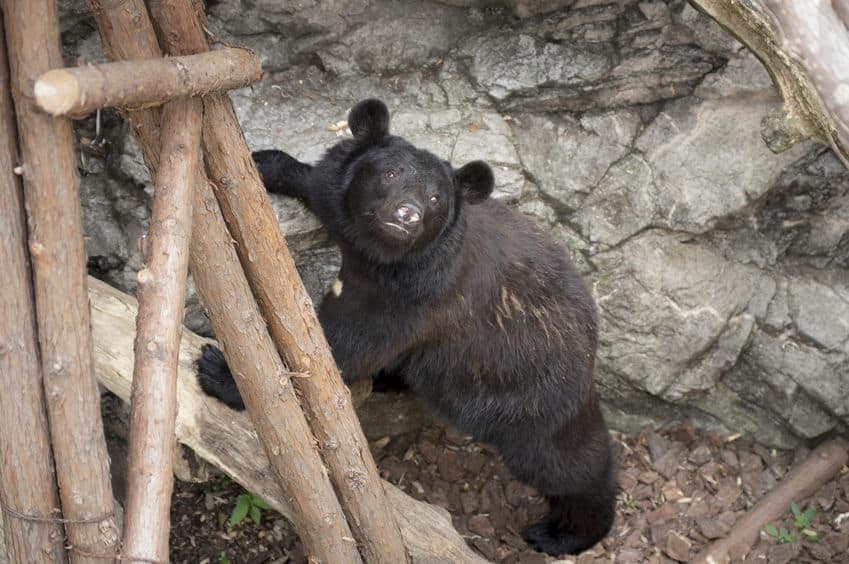 動物園のクマは冬眠しないという雑学