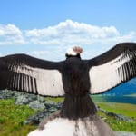 空を飛ぶ鳥の中で、重さ最大15kgある鳥「アンデスコンドル」についての雑学