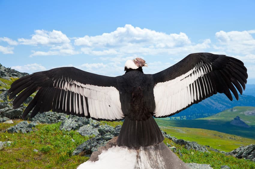 空を飛ぶ鳥の中で、重さ最大15kgある鳥「アンデスコンドル」についての雑学
