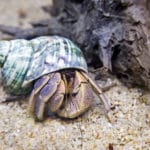 ヤドカリの引っ越しについての雑学