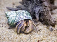 ヤドカリの引っ越しについての雑学