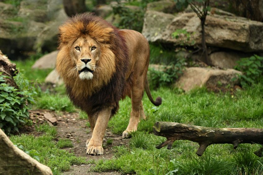 インドライオンは絶滅危惧種についてのトリビア