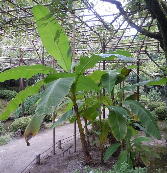 芭蕉もバナナというトリビア